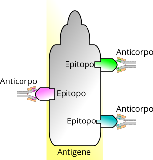 Epitopo e antigene